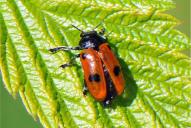 Clytra quadripunctata