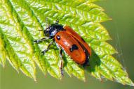 Clytra quadripunctata