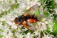 Tachina fera