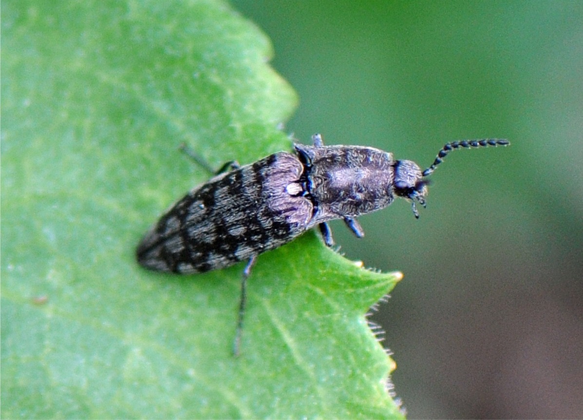 Actenicerus sjaelandicus