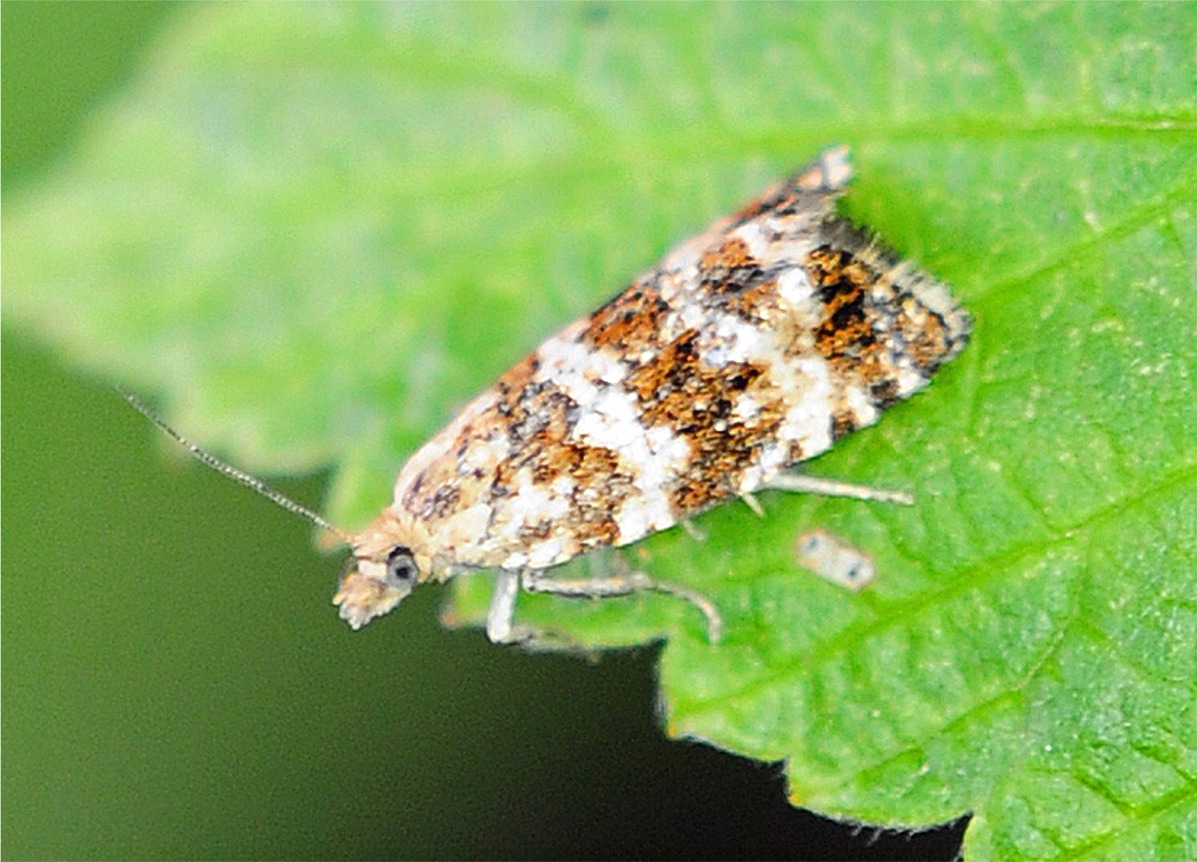 Phiaris palustrana