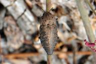 Capnodis tenebricosa