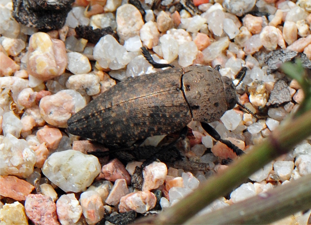 Capnodis tenebricosa