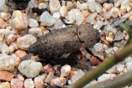 Capnodis tenebricosa