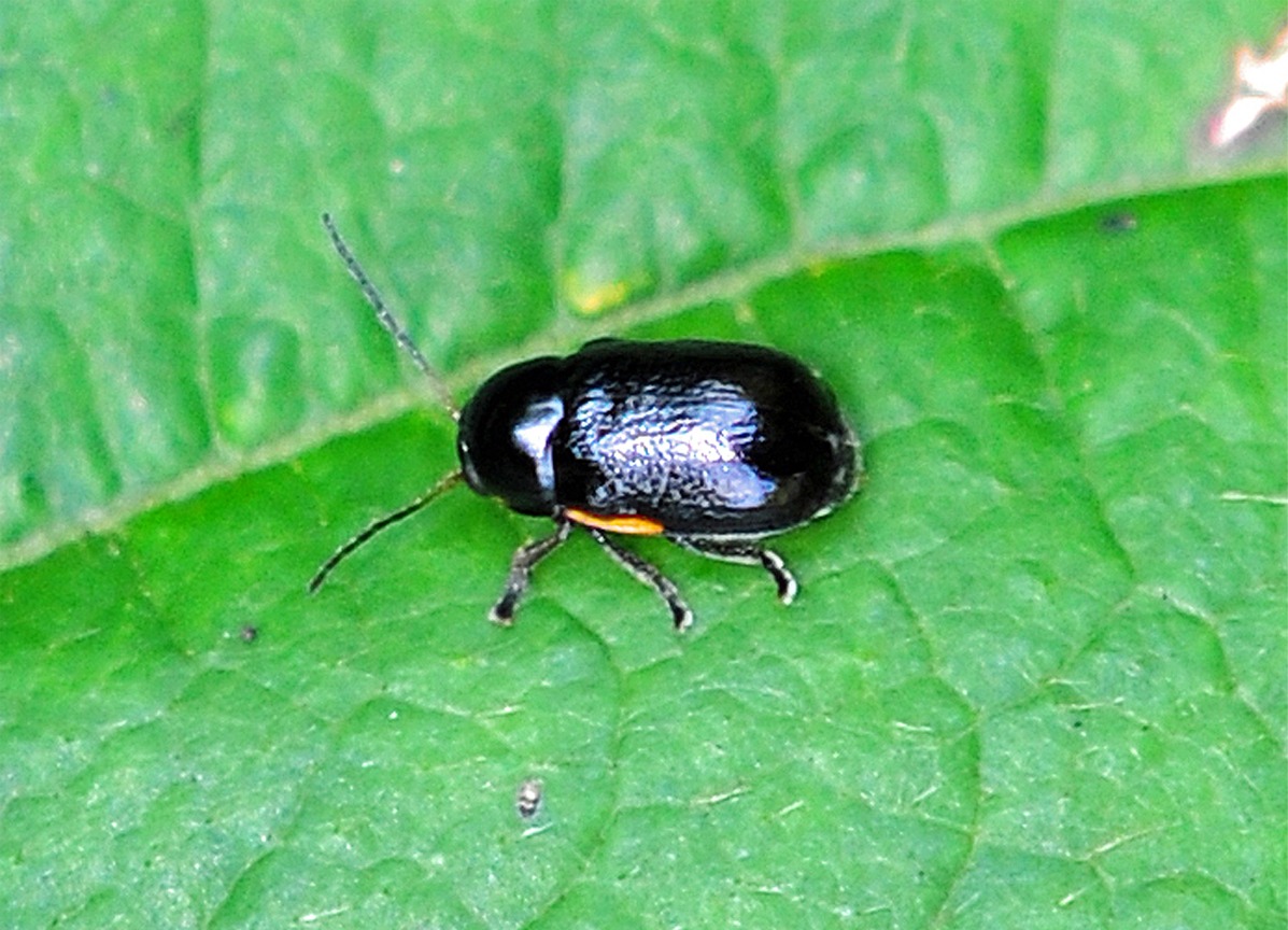 Cryptocephalus moraei