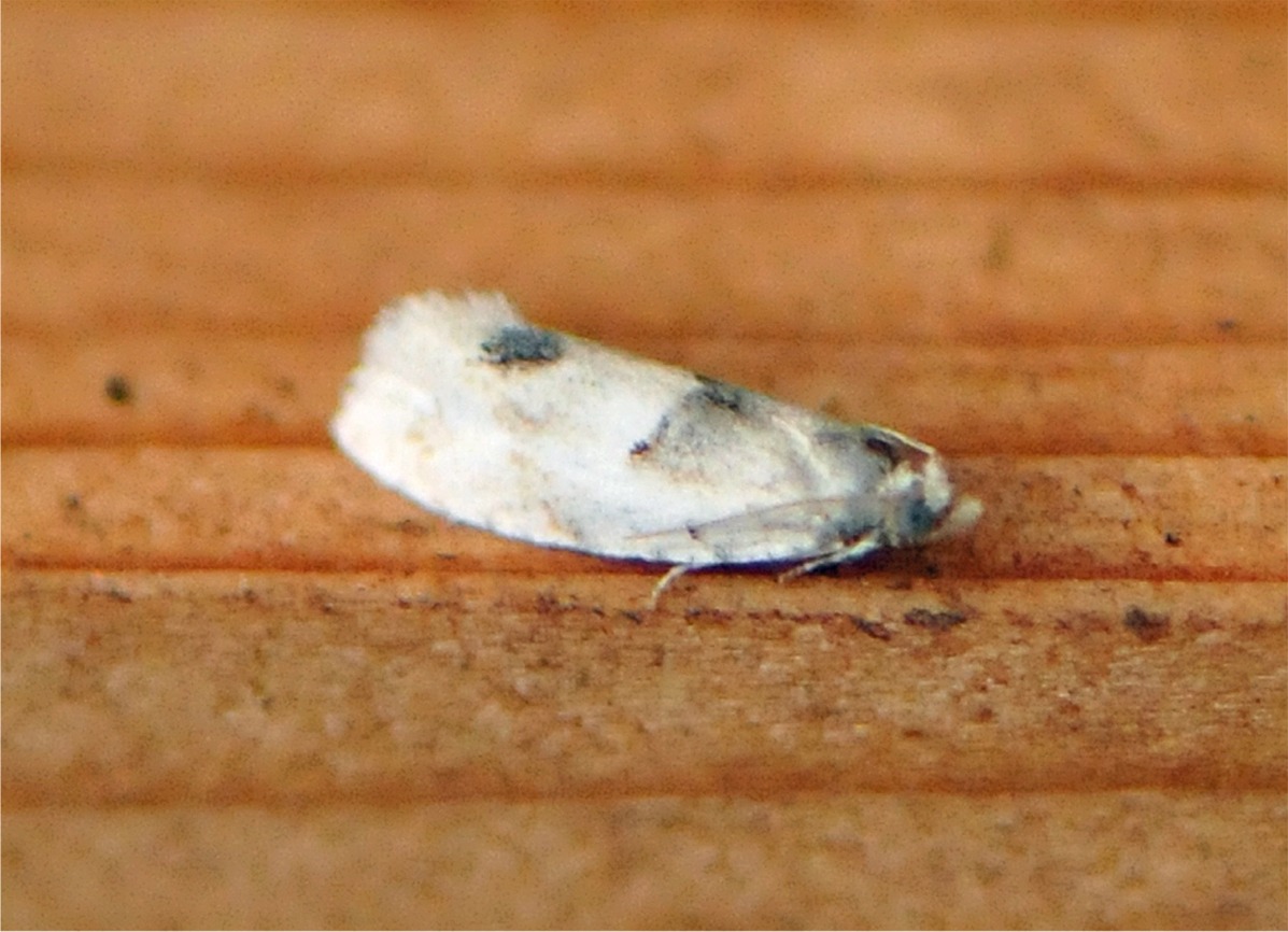 Epinotia bilunana