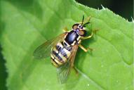 Chrysotoxum verralli