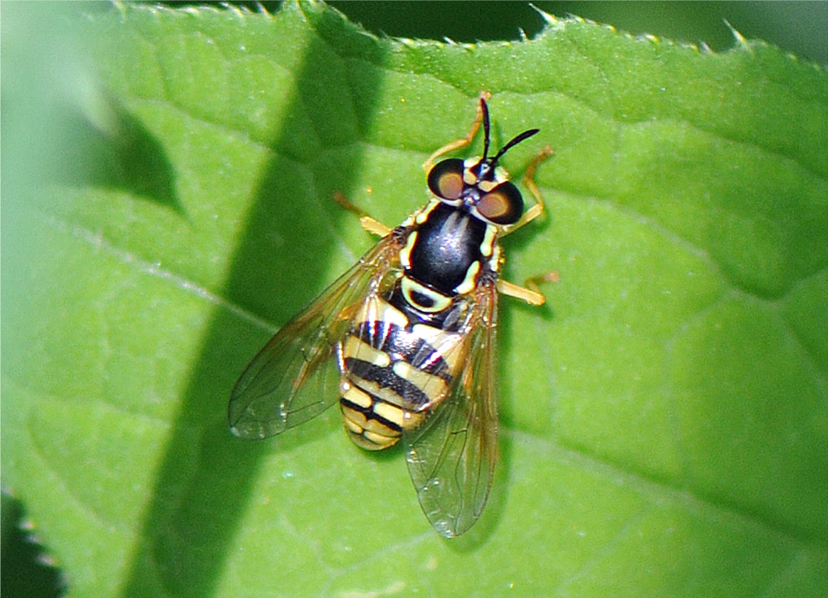 Chrysotoxum verralli