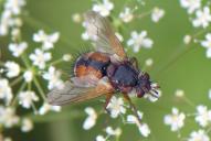 Tachina fera
