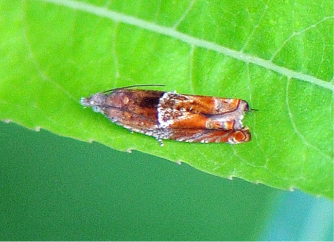 Epinotia tenerana