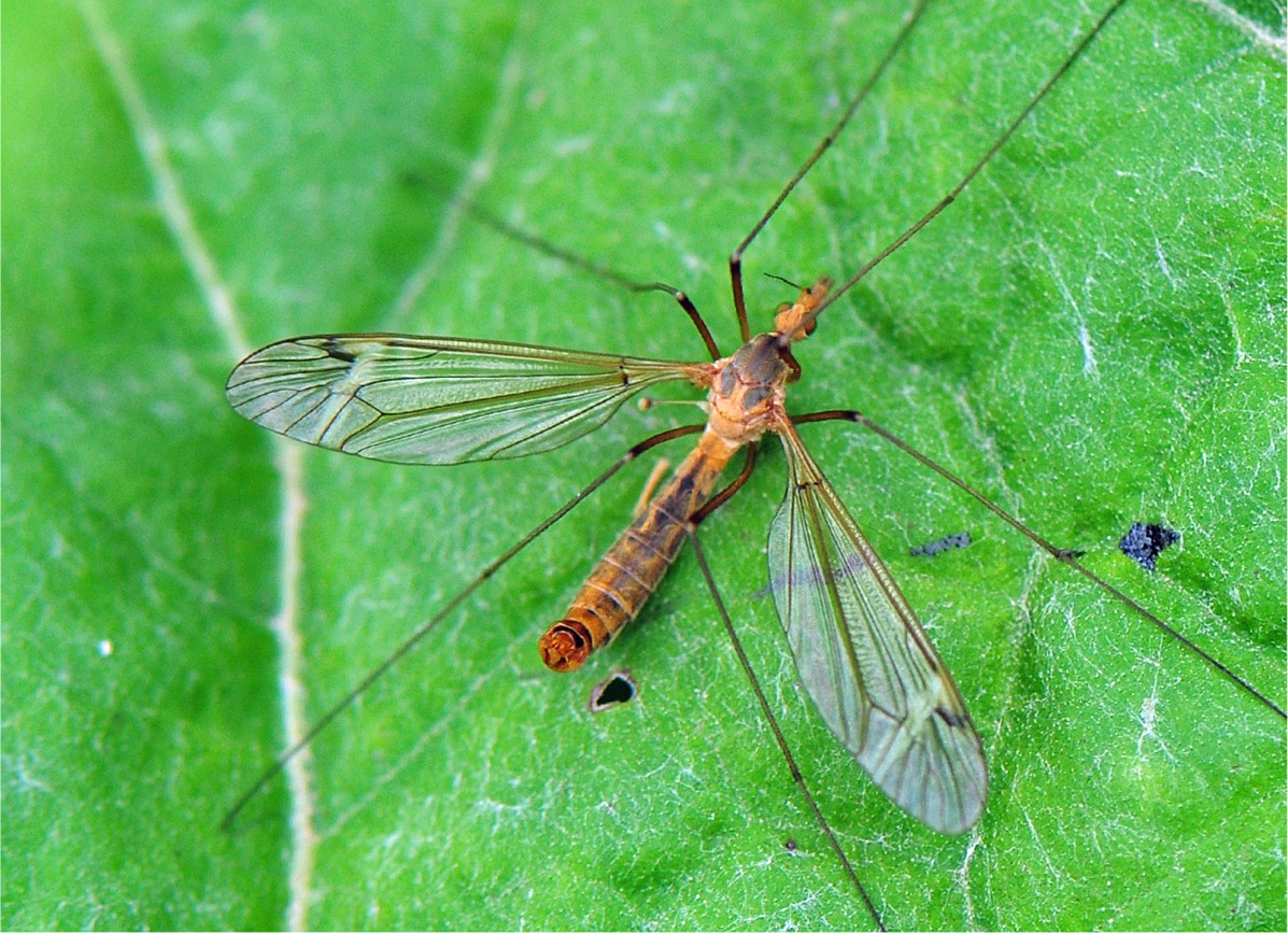 Tipula fascipennis