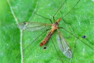 Tipula fascipennis