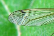 Tipula fascipennis