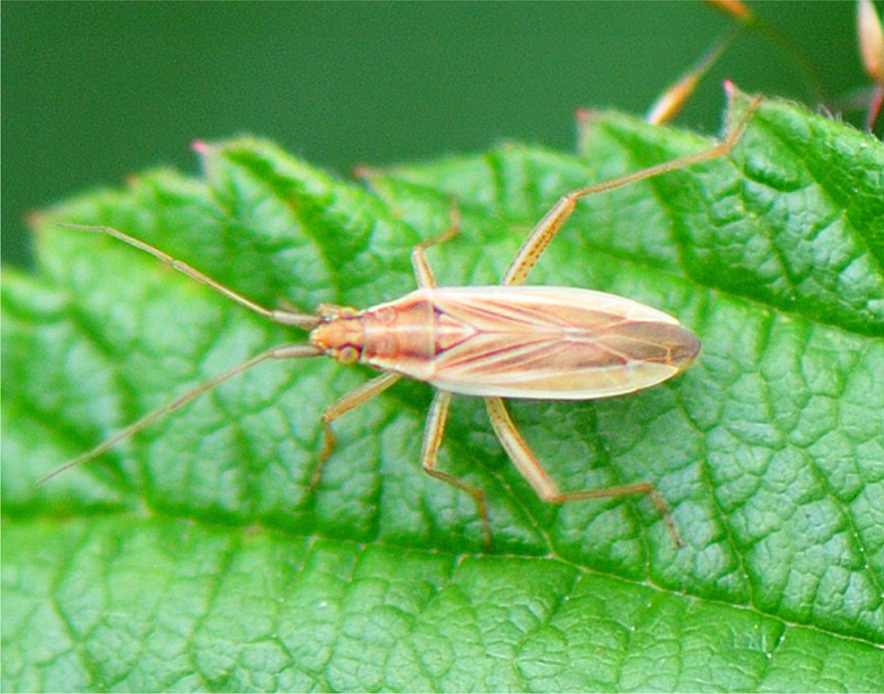 Stenodema holsata