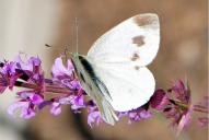 Pieris mannii