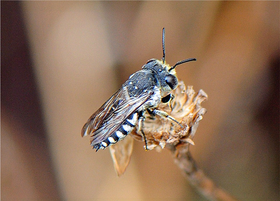 Coelioxys afra