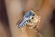 Coelioxys afra