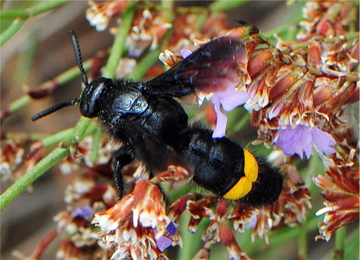 Scolia hirta ssp unifasciata