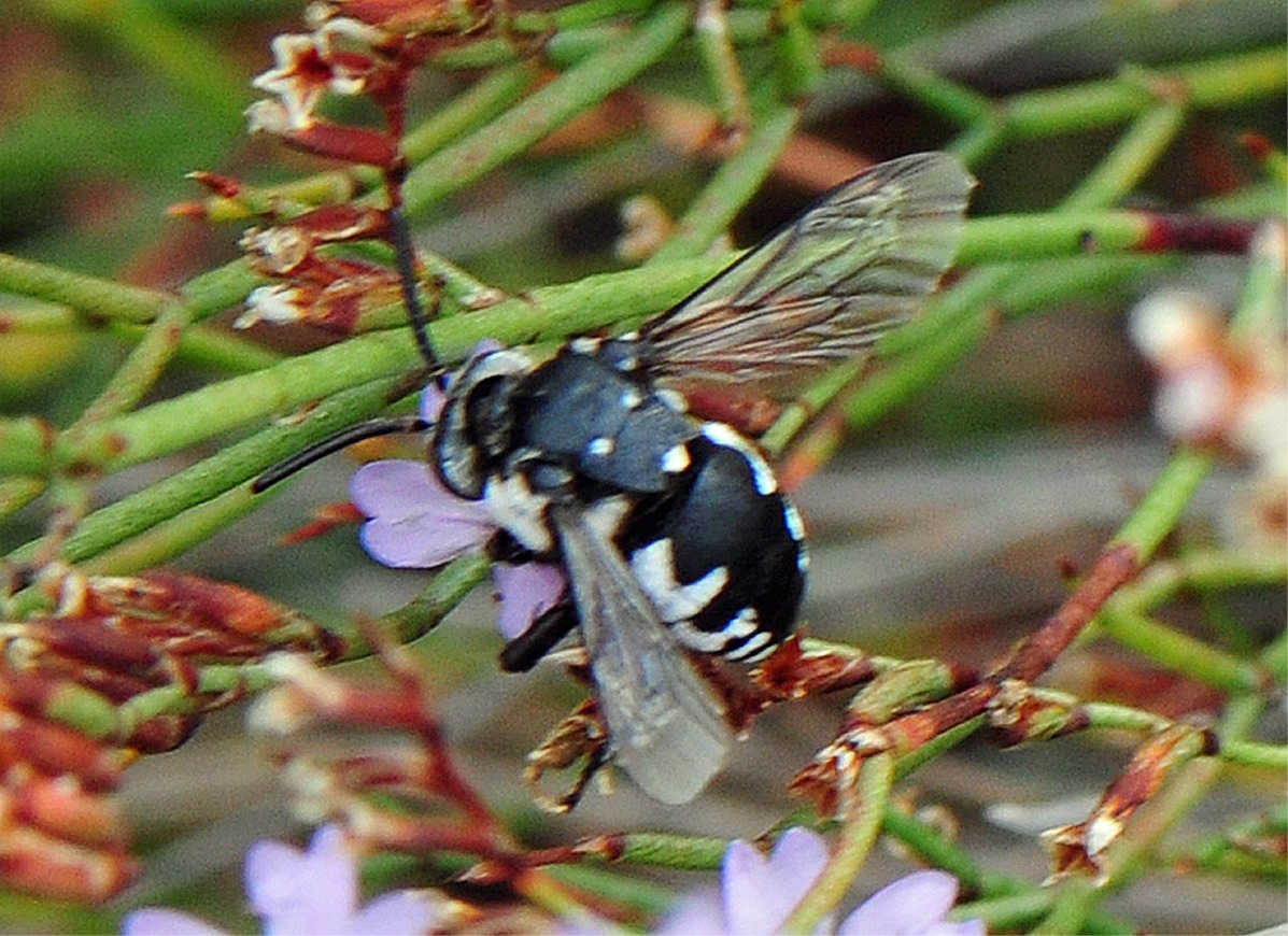 Melecta luctuosa