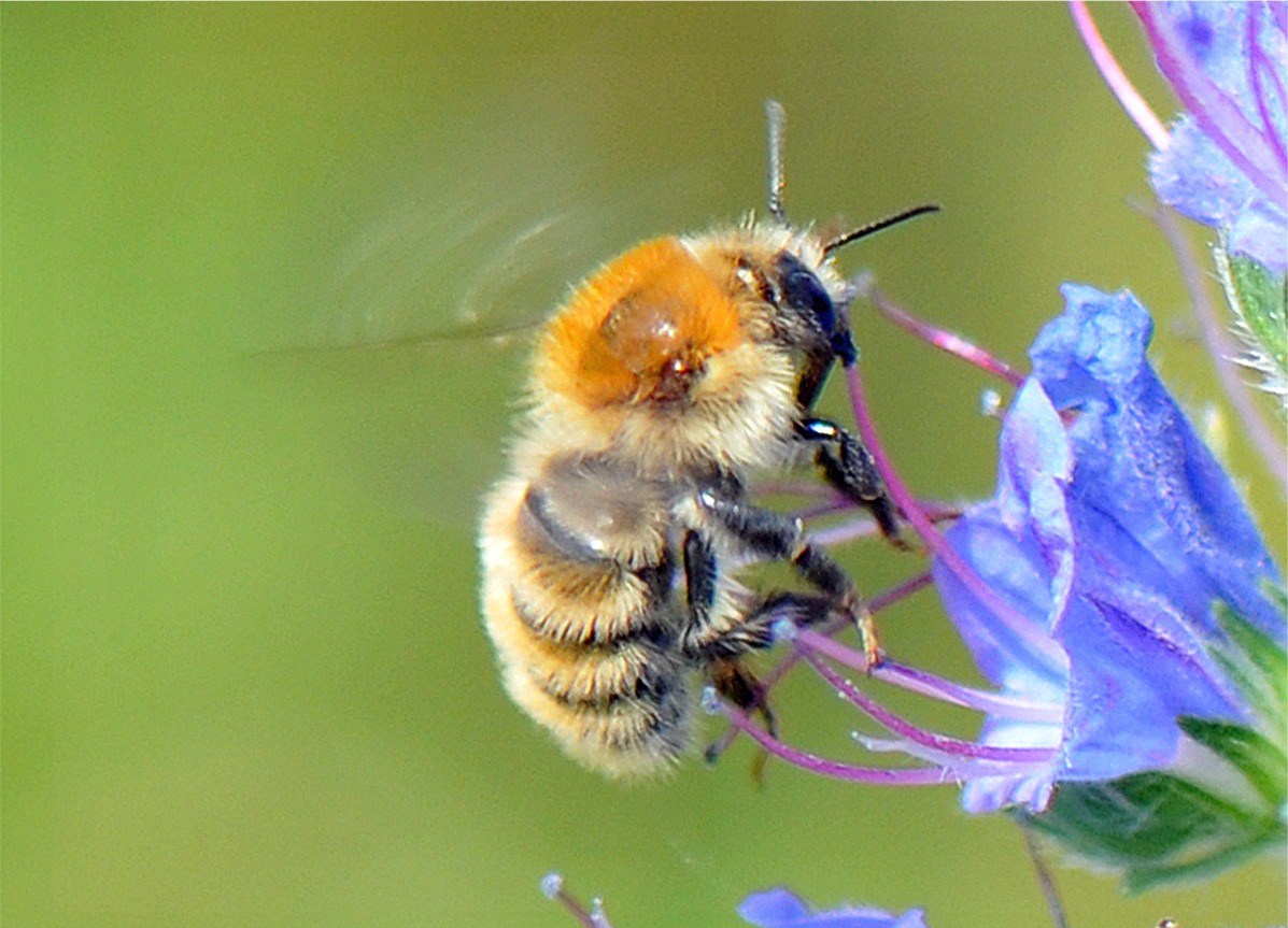 Bombus muscorum