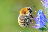 Bombus muscorum