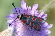 Zygaena carniolica