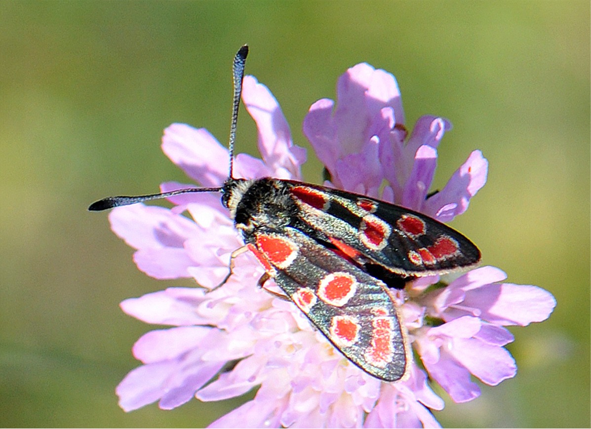 Zygaena carniolica