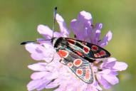 Zygaena carniolica