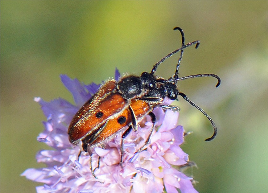 Vadonia unipunctata