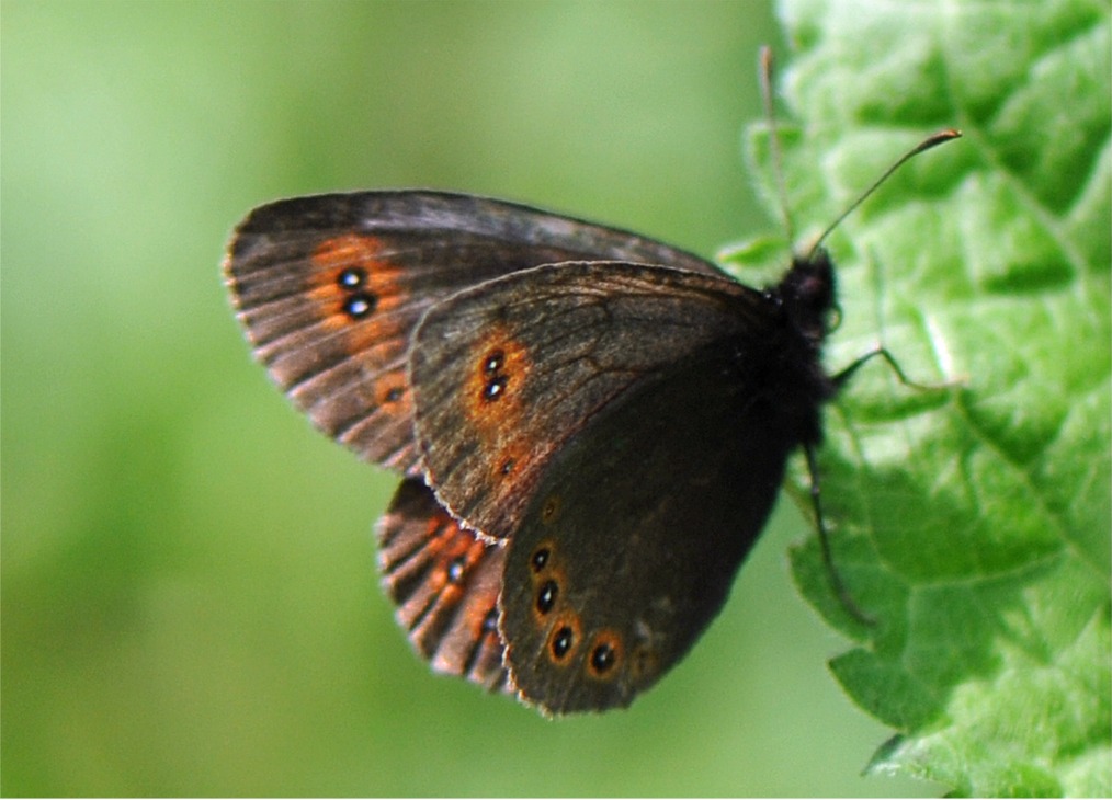 Erebia medusa