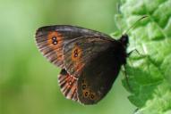 Erebia medusa