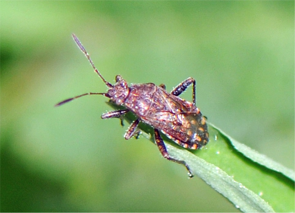 Stictopleurus punctatonervosus