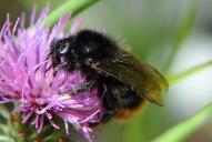 Bombus quadricolor ssp. meridies