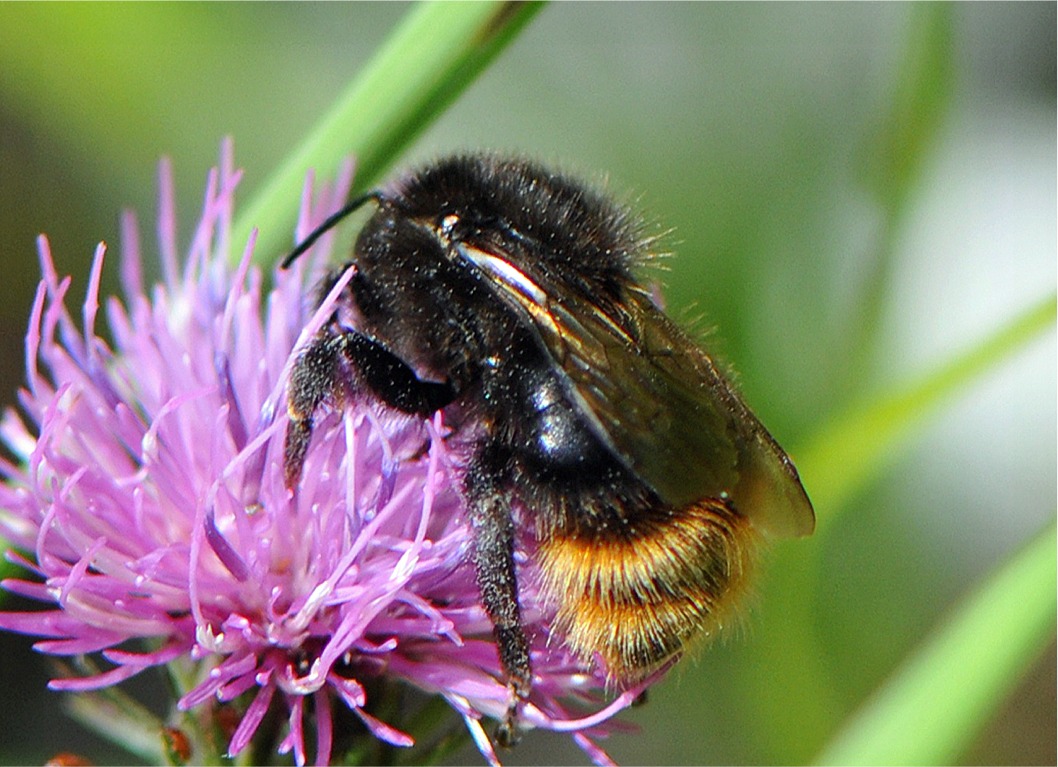 Bombus quadricolor ssp. meridies