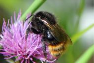 Bombus quadricolor ssp. meridies