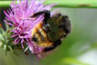 Bombus quadricolor ssp. meridies