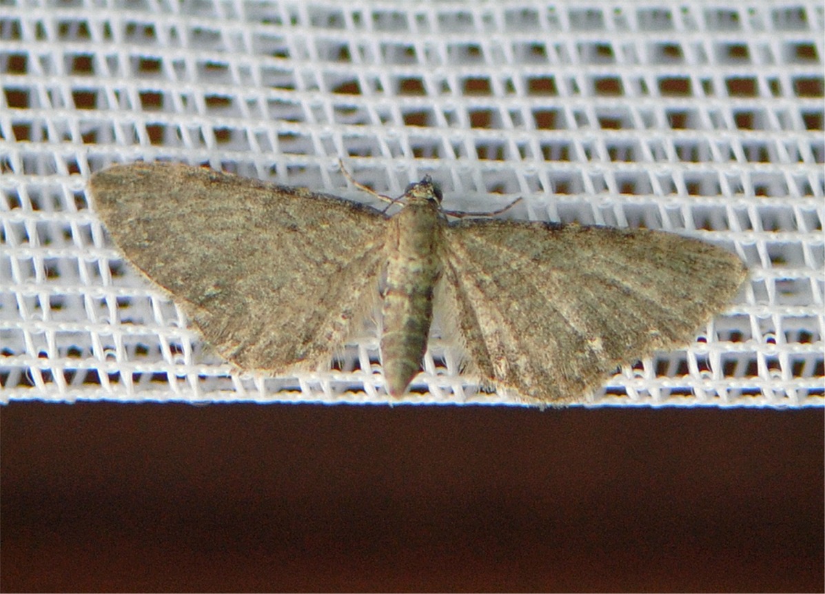 Eupithecia valerianata