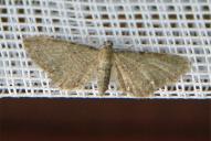 Eupithecia valerianata