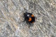 Scaphidium quadrimaculatum