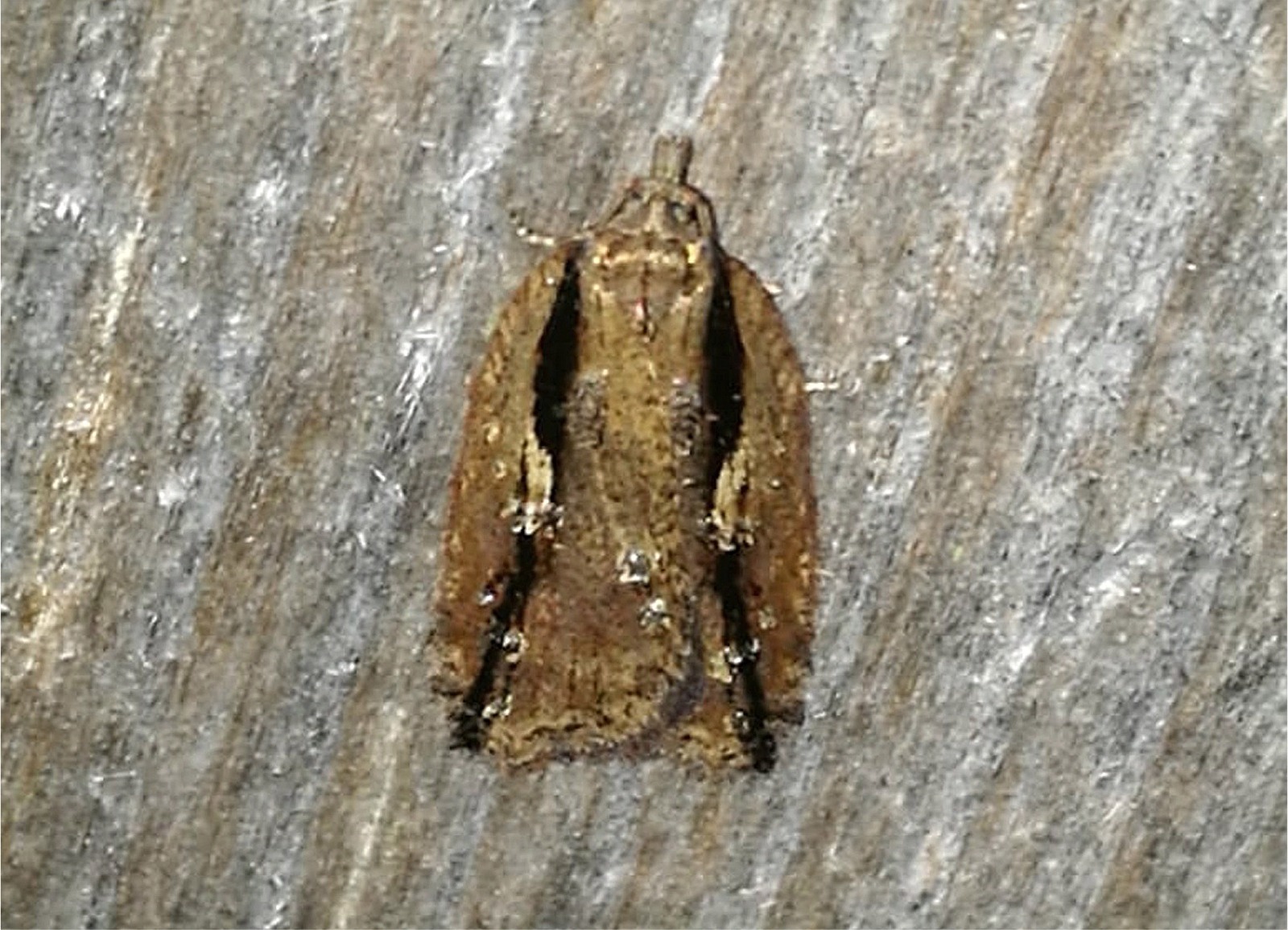 Acleris umbrana