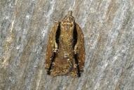 Acleris umbrana