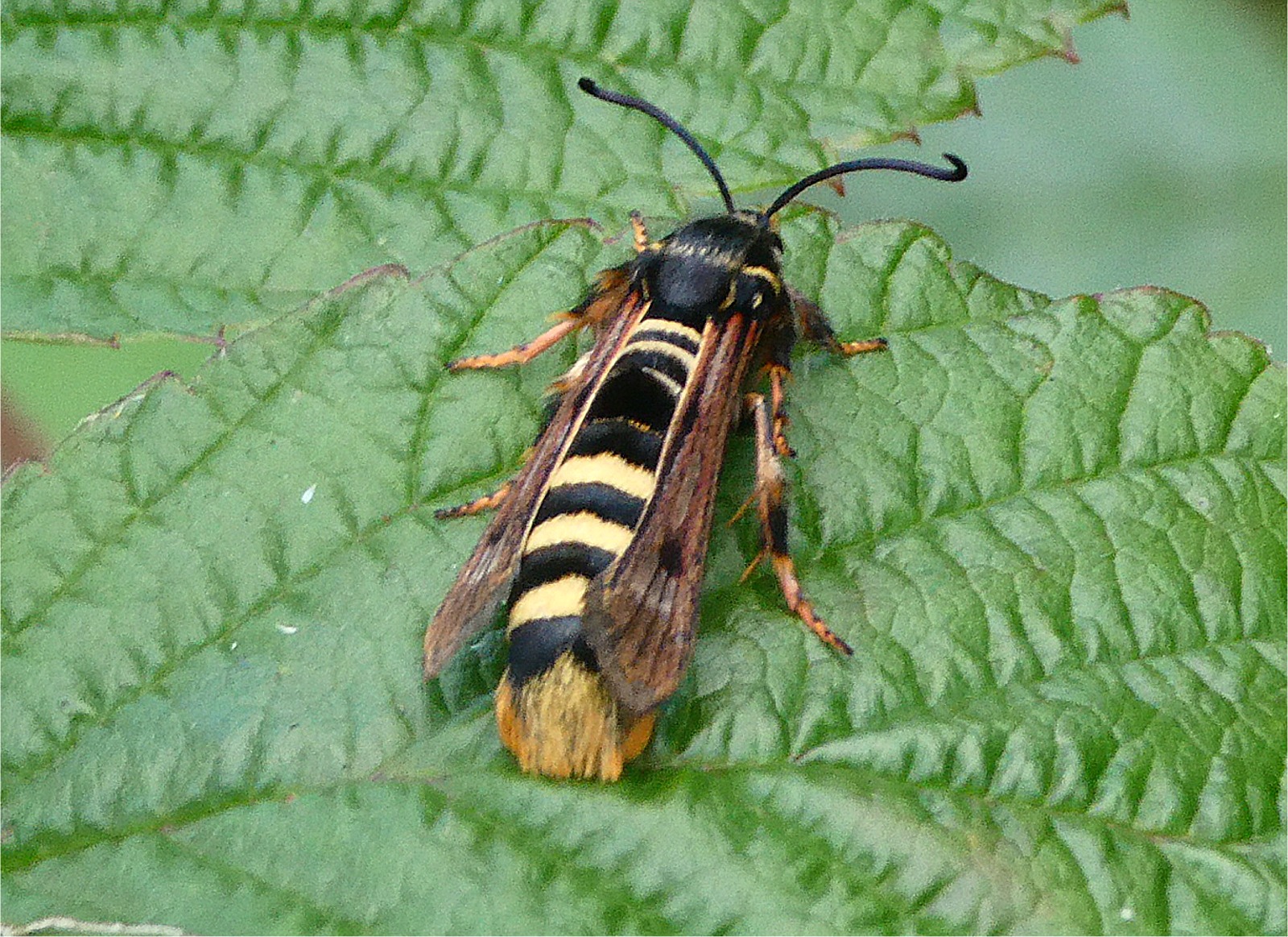 Pennisetia hylaeiformis