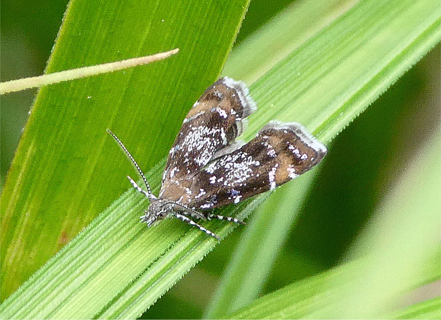 Prochoreutis sehestediana