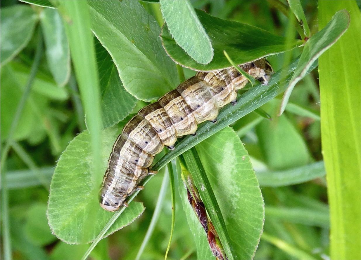 Tholera decimalis (Raupe)