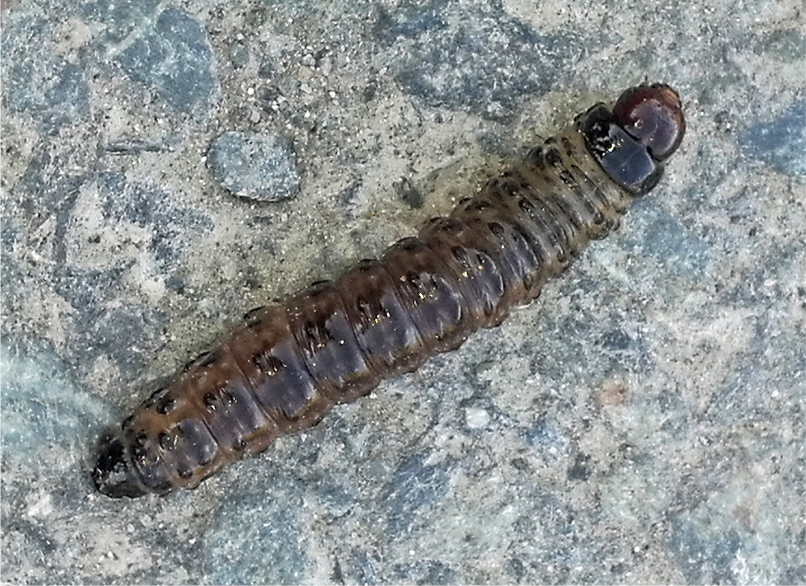 Apamea monoglypha (Raupe)