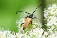 Stictoleptura (Corymbia) rubra