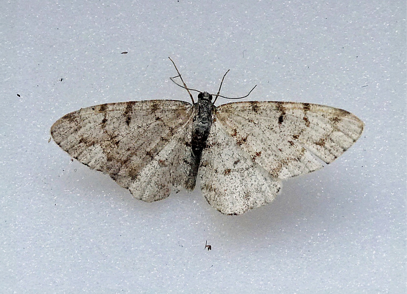 Aethalura punctulata