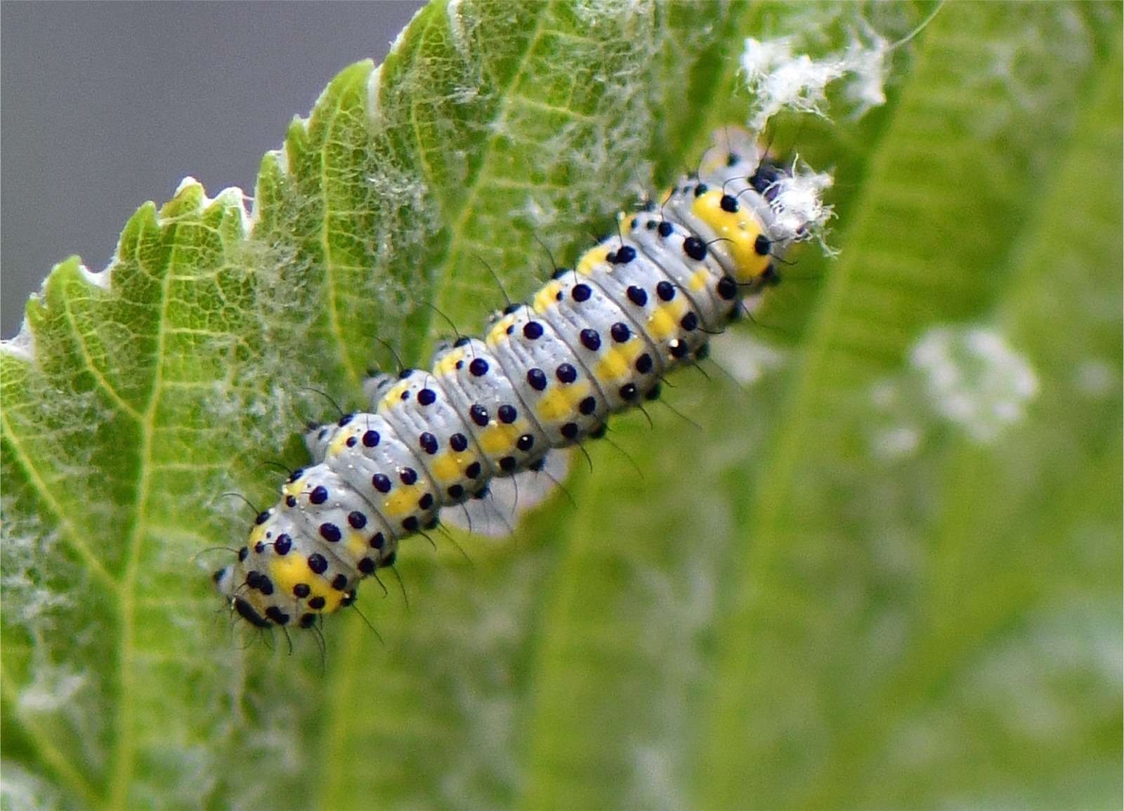 Diloba caeruleocephala (Raupe)