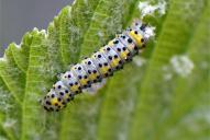 Diloba caeruleocephala (Raupe)