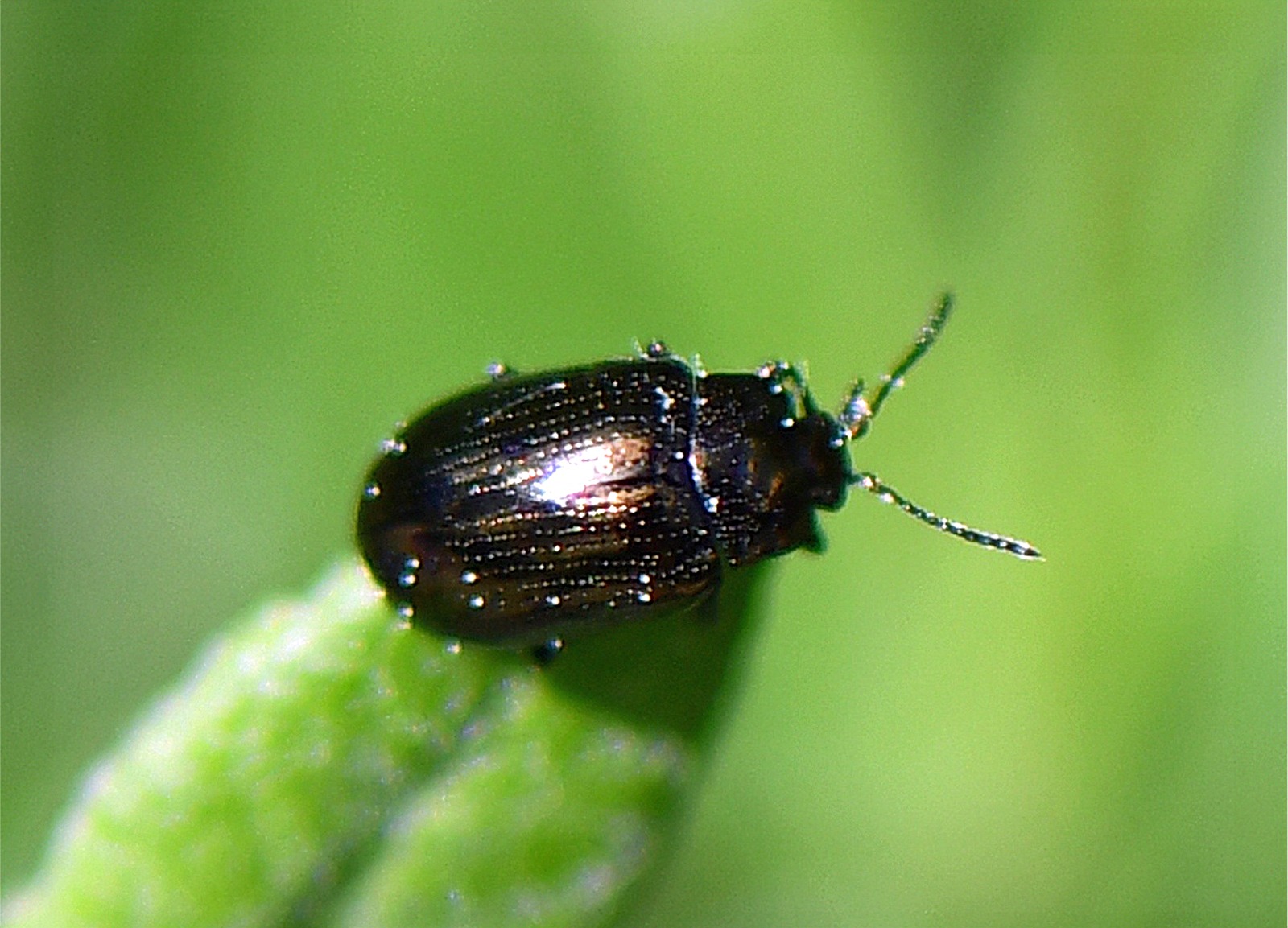 Phratora vitellinae